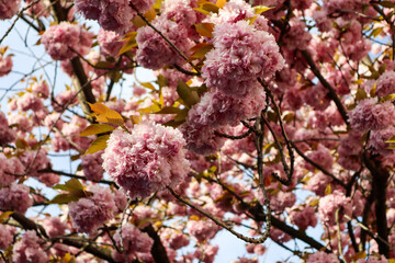 Blooming cherry blossoms in the old town of Bonn, Germany.