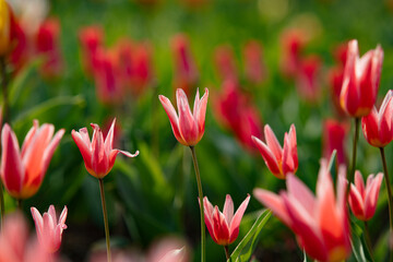 red and white tulips in the field in the natural garden