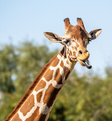 Reticulated giraffe eating with its tongue out