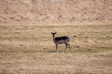 herd of deer eating