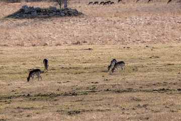 Fototapeta na wymiar herd of deer eating