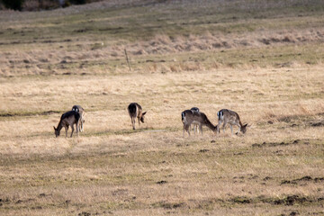 Fototapeta na wymiar herd of deer feeding on grass