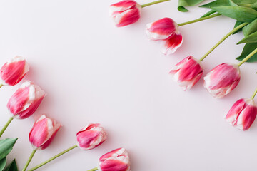 Pink and white tulips on white background. Flat lay, top view, copy space