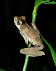 red eyed frog