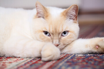 Fototapeta na wymiar A nice white charming british cat posing for photos 