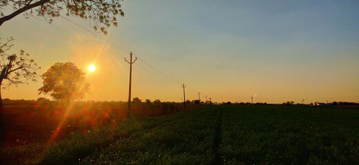  Silhouettes Of Trees In Sunset, Silhouettes Of Grass And Plants. Trees Sunset. People Silhouettes during sunset.  People Silhouettes In Sunset, Silhouettes Of Person Walking. People Silhouette. 