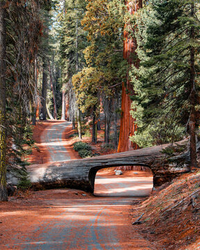 Landscape of Tunnel Log at Sequoia National Park in the forest with trees amongst nature.