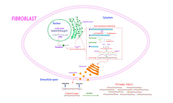 Collagen Metabolism [Synthesis]