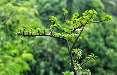green leaves on a branch