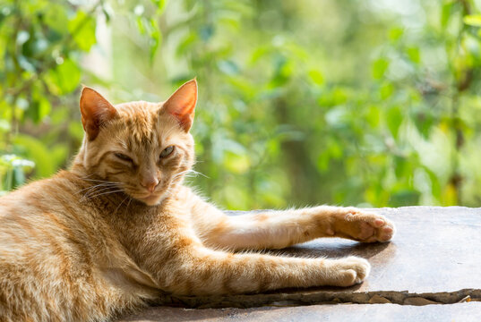 dramatic image of a orange tabby cat enjoying some caribbean sunshine looking into camera with blurred green background.