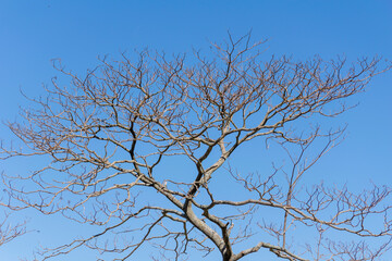 Fototapeta na wymiar dry tree branch with blue sky background