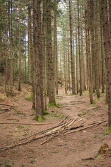 footpath in the woods