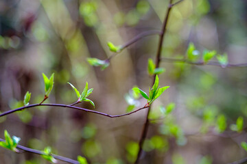 small tree branches in spring on neutral blur background