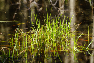 green summer meadow abstract texture with flowers