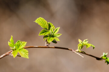 small tree branches in spring on neutral blur background