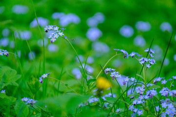 green summer meadow abstract texture with flowers