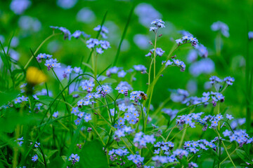 green summer meadow abstract texture with flowers