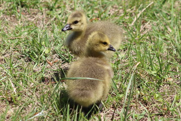 Canada goslings in green grass