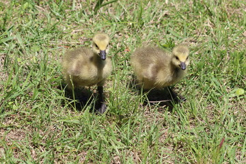 Canada goslings walking on grass