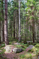 large stones in wild forest with moss