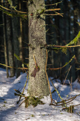 magical winter forest with trees under snow cover