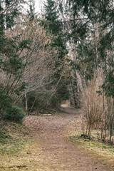 beautiful gravel road footpath in the spring forest