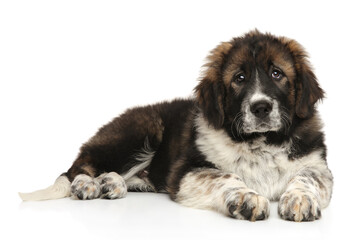 Caucasian Shepherd puppy resting