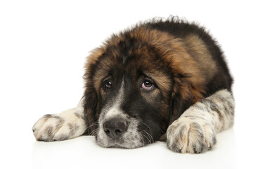 Caucasian shepherd dog lies on a white background