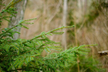 tree trunk textured background in spring forest