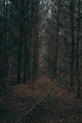 Naklejka premium morning in the forest