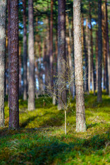 tree trunk textured background in spring forest