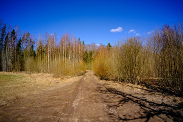 beautiful gravel road footpath in the spring forest