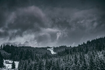 clouds over the forest