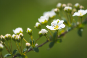 Nahaufnahme der Blüten einer Brautspiere mit Bokeh