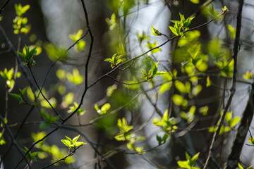 small tree branches in spring on neutral blur background - obrazy, fototapety, plakaty
