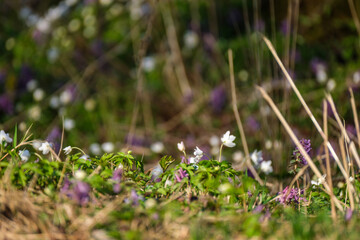 white small spring flowers closeup on green meadow