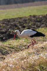 white stork feeding in the field and gathering branches