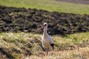 white stork feeding in the field and gathering branches