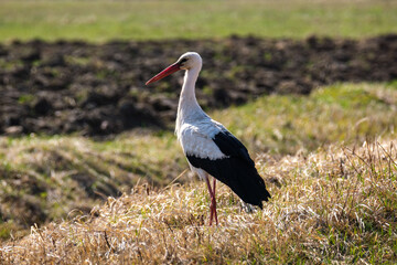 white stork feeding in the field and gathering branches