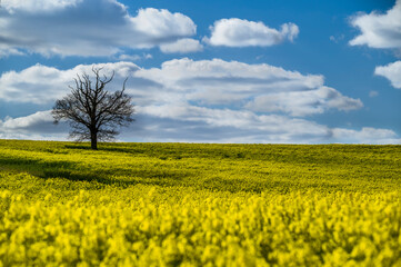 Obraz premium Beautiful rape fields in Hertfordshire