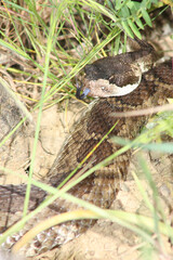 Northern Pacific Rattlesnake (Crotalus oreganus) resting in the grass and flicking out its tongue.