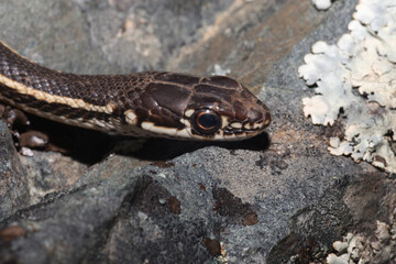 Close-up view of the head of a California Whipsnake (Masticophis lateralis). 