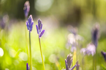 Close-up of Bluebells growing in Hertfordshire Woods 