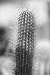 Cactus and flowers of Desert Southwest