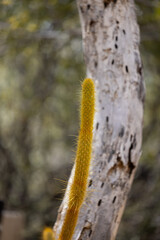 Cactus and flowers of Desert Southwest