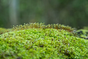 Green moss growing on moss