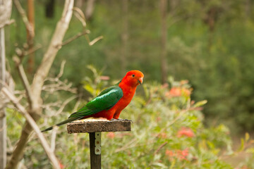 Red and green parrot known as the Australian king parrot