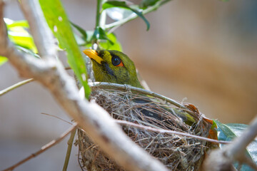 Bird in nest - The Bell miner minding its new born baby