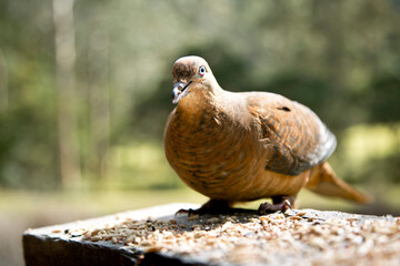 Pidgeon bird facing the camera whilst eating seeds on a plank of wood