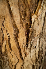 Close up of a bark on tree